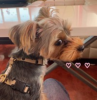 Picture of a dog, Rose