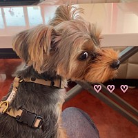 picture of a dog, named Rose