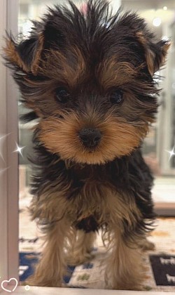picture of a dog