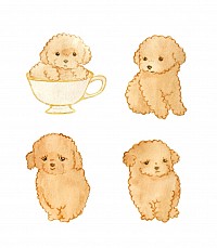 image of teacup poodle