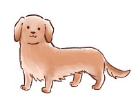 image of miniture Dachshund