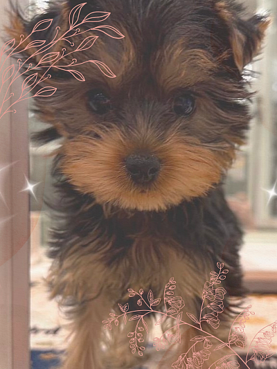 image of yorkshire terrier