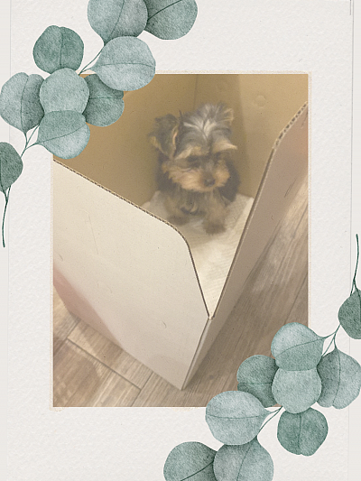 picture of Rose