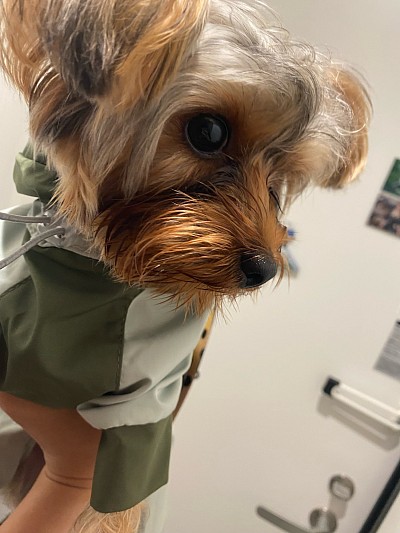 rose in raincoat